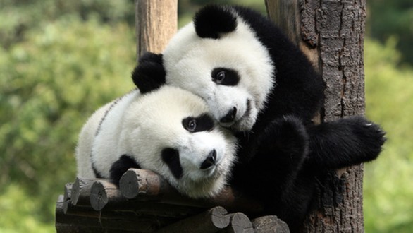 La provincia de Shaanxi registró en los últimos 14 años un crecimiento de la población del panda gigante.1