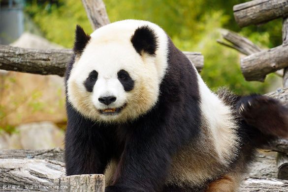 La provincia de Shaanxi registró en los últimos 14 años un crecimiento de la población del panda gigante.2