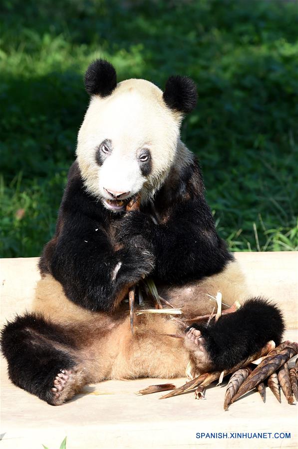 'Panda abuela' celebra cumpleaños 'centenario' al llegar a 35