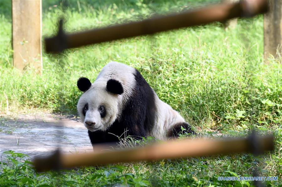'Panda abuela' celebra cumpleaños 'centenario' al llegar a 35