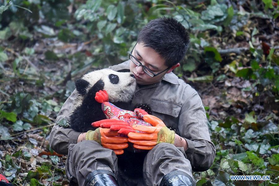 China planea construir parque interprovincial para el panda gigante 2