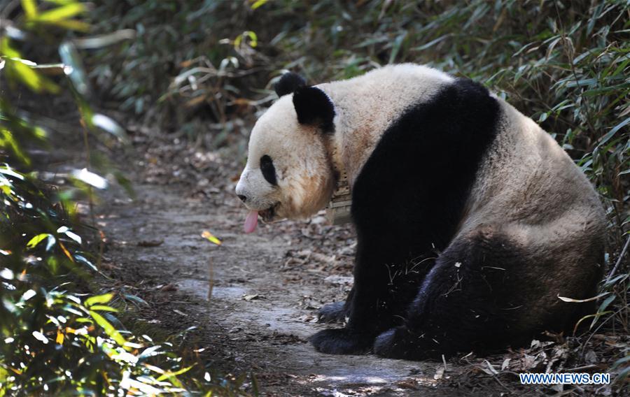 China planea construir parque interprovincial para el panda gigante 3