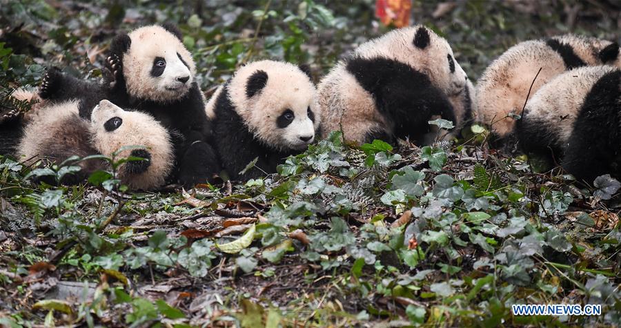 China planea construir parque interprovincial para el panda gigante 4
