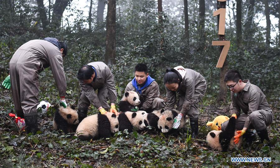 China planea construir parque interprovincial para el panda gigante 6