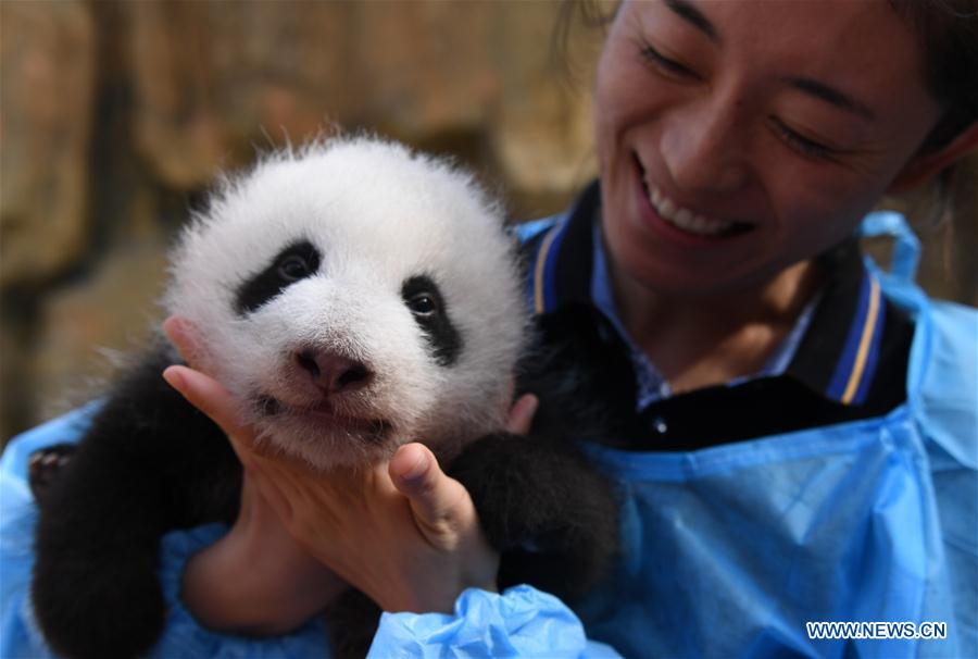 China planea construir parque interprovincial para el panda gigante 7
