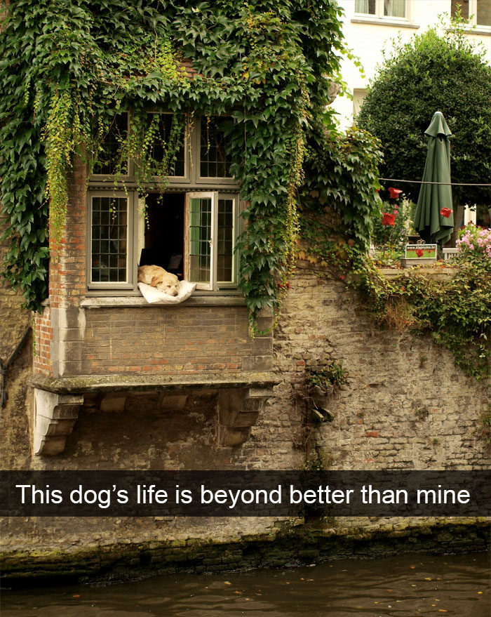 10 Imágenes de perros muestran que viven una mejor vida que los seres humanos
