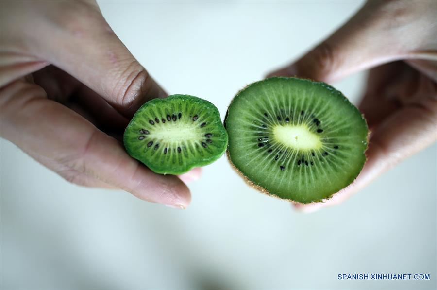 Las frutas de mini kiwi en Dalian