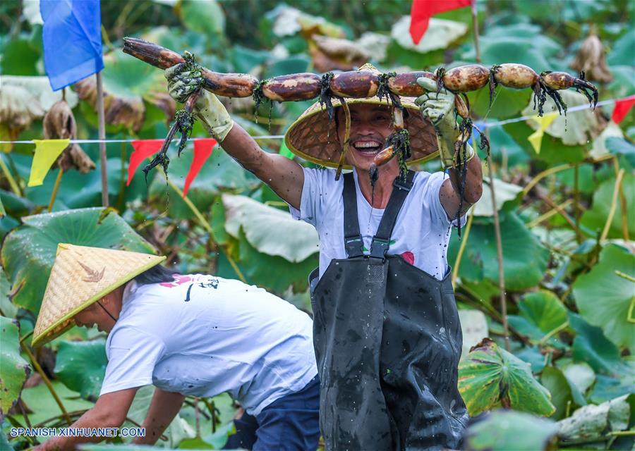 Competencia para desenterrar raíces de loto, en Zhejiang
