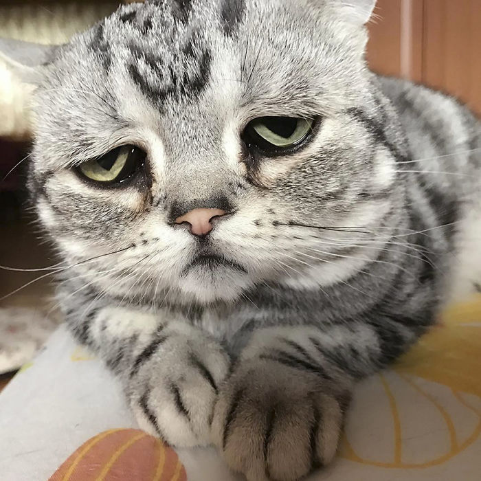 Luhu, el gato más triste del mundo