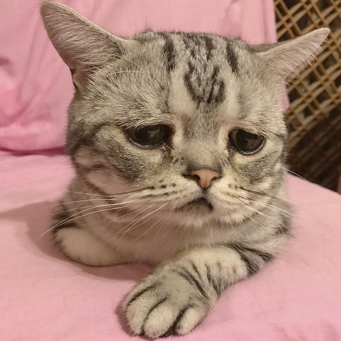 Luhu, el gato más triste del mundo