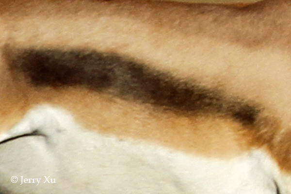 Impresionantes rayas y manchas naturales de los animales