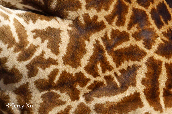 Impresionantes rayas y manchas naturales de los animales