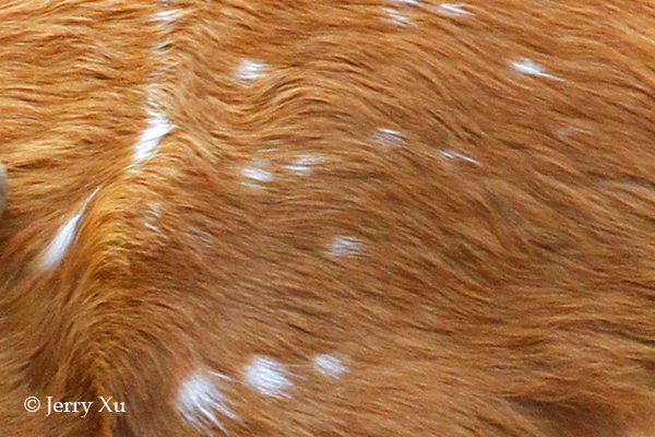 Impresionantes rayas y manchas naturales de los animales