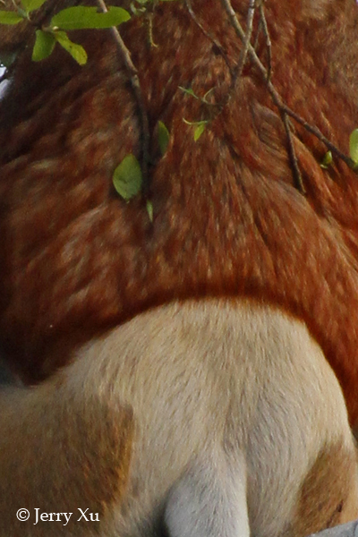 Impresionantes rayas y manchas naturales de los animales