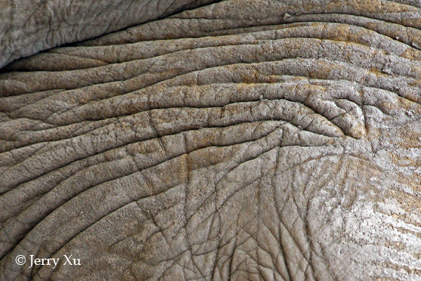 Impresionantes rayas y manchas naturales de los animales