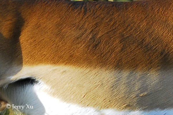 Impresionantes rayas y manchas naturales de los animales