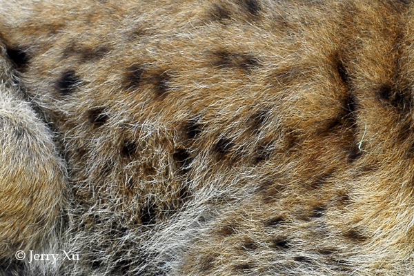 Impresionantes rayas y manchas naturales de los animales