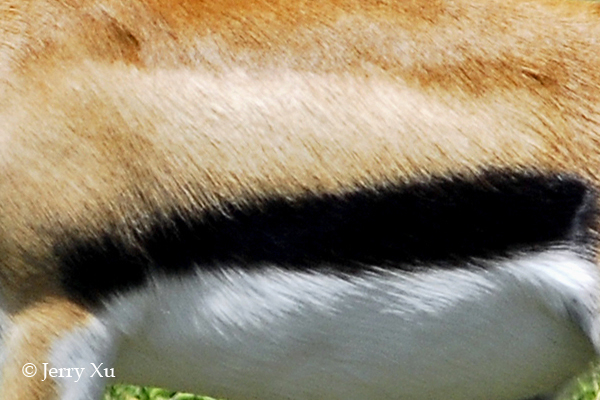 Impresionantes rayas y manchas naturales de los animales