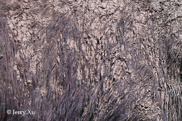 Impresionantes rayas y manchas naturales de los animales