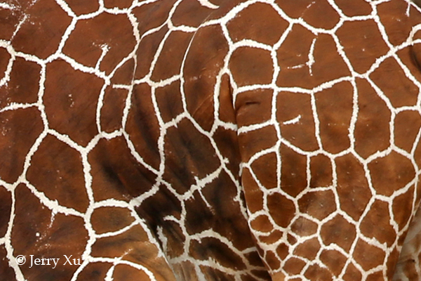 Impresionantes rayas y manchas naturales de los animales