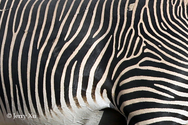 Impresionantes rayas y manchas naturales de los animales