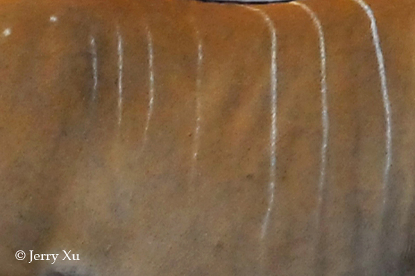 Impresionantes rayas y manchas naturales de los animales