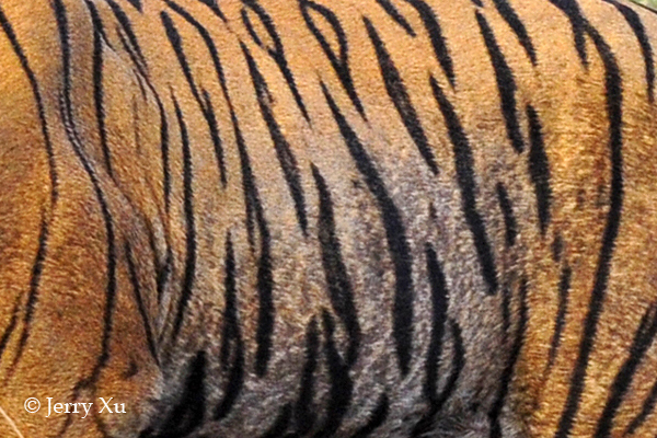 Impresionantes rayas y manchas naturales de los animales