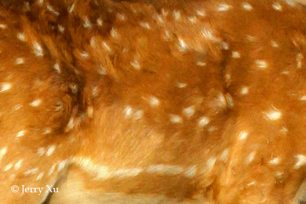 Impresionantes rayas y manchas naturales de los animales