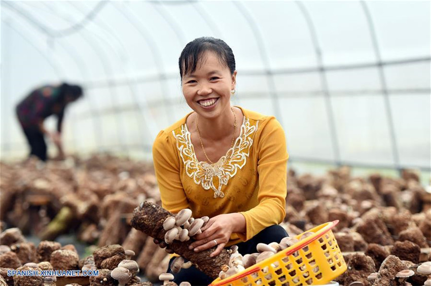 Muchas partes de China han entrado en la temporada de cosecha en este otoño