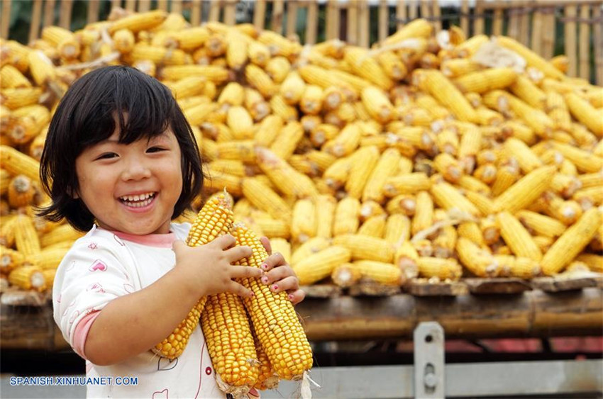 Muchas partes de China han entrado en la temporada de cosecha en este otoño