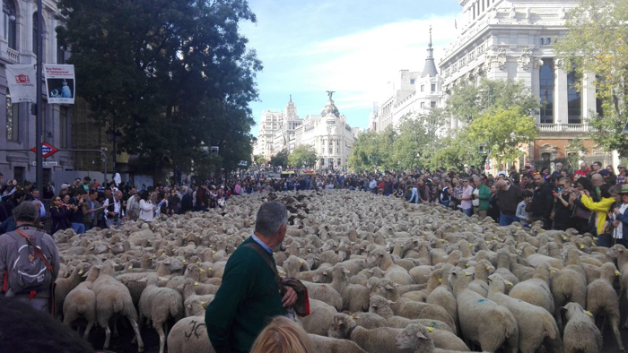 Unas 2.000 ovejas recorren las calles de Madrid en la Fiesta de la Trashumancia.2