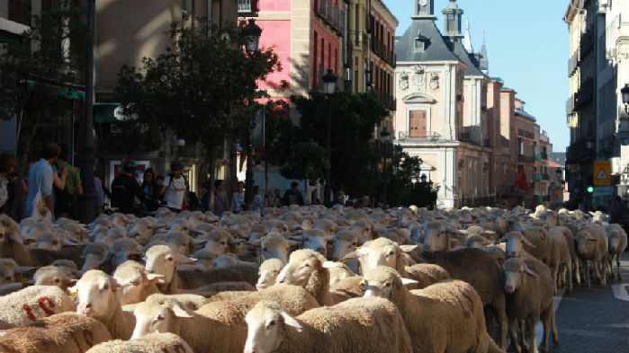 Unas 2.000 ovejas recorren las calles de Madrid en la Fiesta de la Trashumancia.3
