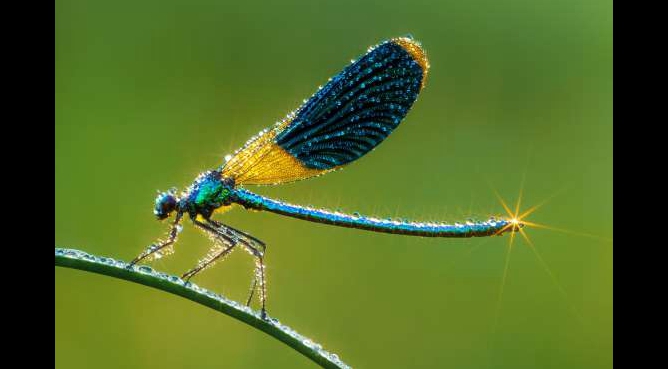 La increíble belleza de los insectos iluminados por los amaneceres 