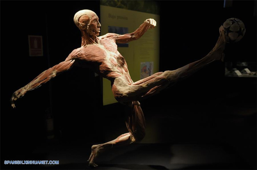 Uruguay: Exposición 'Body Worlds Vital' en Montevideo