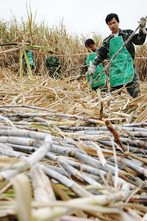 Members of the armed police cut sugarcanes in Shangsi County, southwest China's Guangxi Zhuang Autonomous Region, Feb. 27, 2008. Local residents and armed police were organized to help farmers rush in the harvest of sugarcanes, which were ravaged during recent snow havoc. (Xinhua Photo)