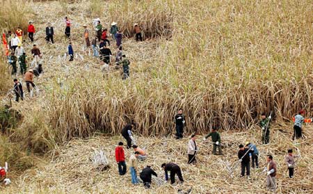 People cut sugarcanes in Shangsi County, southwest China's Guangxi Zhuang Autonomous Region, Feb. 27, 2008. Local residents and armed police were organized to help farmers rush in the harvest of sugarcanes, which were ravaged during recent snow havoc. (Xinhua Photo)