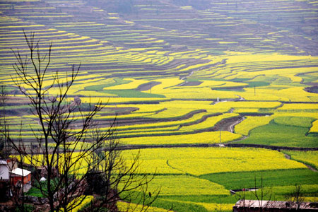 Photo taken on March 8, 2008 shows a view of the blossoming cole fields at the Longgong scenic area in Anshun City, southwest China's Guizhou Province. (Xinhua Photo)