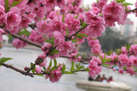 Photo taken on March 17, 2008 shows the beautiful scene of the west lake park in Fuzhou, capital of southeast China's Fujian Province. The beautiful scene of peach blossom in the park has attracted a lot of visiters.(Xinhua Photo)