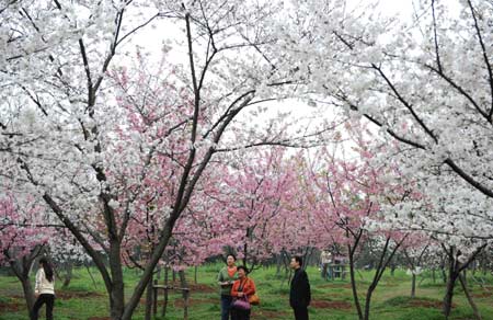 Tourists enjoy sakura blossom in Donghu Park in Wuhan City, the capital city of Hubei Province, on March 17, 2008. (Xinhua Photo)