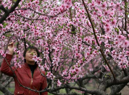 A visitor poses for photo under peach blossom at the opening of the first peach blossom festival in Xuchang in central China's Henan province on Saturday, March 29, 2008. The peach trees cover more than 200 hectares.