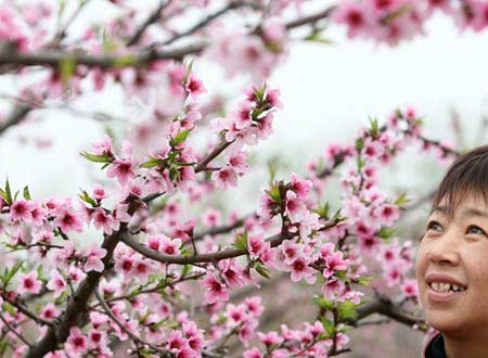 A visitor poses for photo under peach blossom trees at the opening of the first peach blossom festival in Xuchang in central China's Henan province on Saturday, March 29, 2008. The peach trees cover more than 200 hectares.