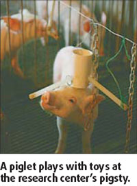 A piglet plays with toys at the research center's pigsty.