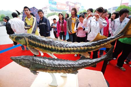 People view specimens of Chinese sturgeon in Yichang, central China&apos;s Hubei Province, April 12, 2008. 