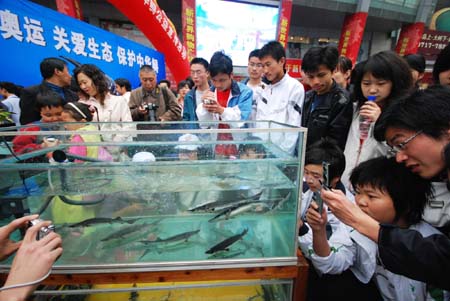 People take photos of Chinese sturgeon in Yichang, central China&apos;s Hubei Province, April 12, 2008. 