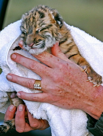 South China tigers newborn in South Africa -- c