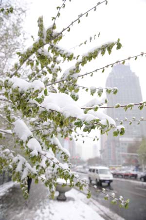  A microbus moves on the street as the snow-covered tree branches are seen in the foreground in the photo taken in Urumqi, capital of northwest China's Xinjiang Uygur Autonomous Region, on April 18, 2008. A blizzard that started on Thursday night has paralyzed transportation in Xinjiang Uygur Autonomous Region stranding thousands at railway stations, airports and on highways. 