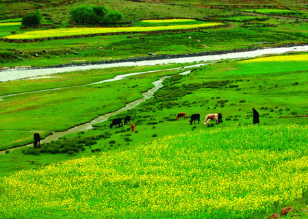 Tibetan Grassland