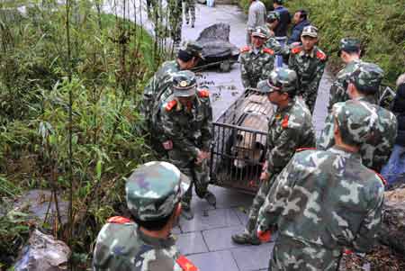 Soldiers of the Armed Police carry giant pandas before transporting them to the Ya'an preservation zone, in the China Giant Panda Protection and Research Center based in Wolong which is only 30 kilometers from the epicenter of last week's 8.0-magnitude earthquake on Richter scale, southwest China's Sichuan Province, May 23, 2008. Eight other giant pandas from quake-hit Sichuan Province will be airlifted to Beijing on May 24 so that the animals can have a better breeding and recovery environment.(Xinhua Photo)
