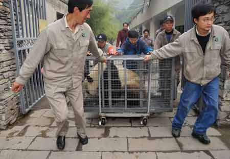Workers carry giant pandas before transporting them to the Ya'an preservation zone, in the China Giant Panda Protection and Research Center based in Wolong which is only 30 kilometers from the epicenter of last week's 8.0-magnitude earthquake on Richter scale, southwest China's Sichuan Province, May 23, 2008. Eight other giant pandas from quake-hit Sichuan Province will be airlifted to Beijing on May 24 so that the animals can have a better breeding and recovery environment. (Xinhua Photo)