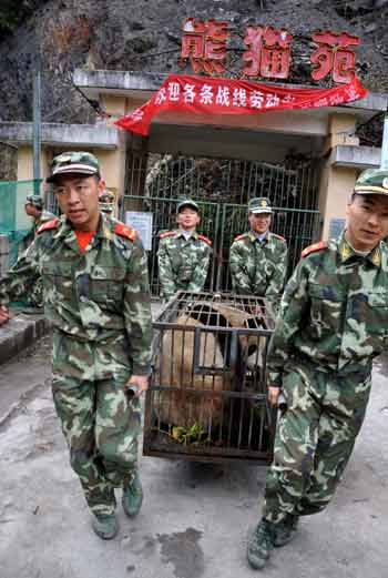 Soldiers of the Armed Police carry giant pandas before transporting them to the Ya'an preservation zone, in the China Giant Panda Protection and Research Center based in Wolong which is only 30 kilometers from the epicenter of last week's 8.0-magnitude earthquake on Richter scale, southwest China's Sichuan Province, May 23, 2008. Eight other giant pandas from quake-hit Sichuan Province will be airlifted to Beijing on May 24 so that the animals can have a better breeding and recovery environment. (Xinhua Photo)